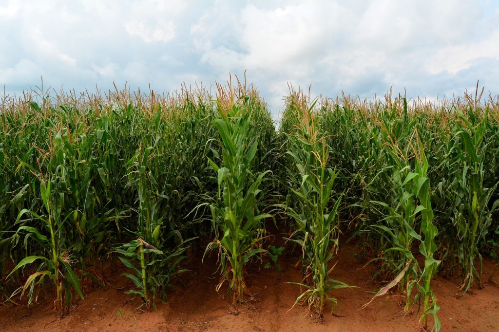 maize, corn, field-4503781.jpg
